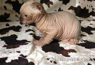 	Très beau chaton nu, sans poils sphynx à donner