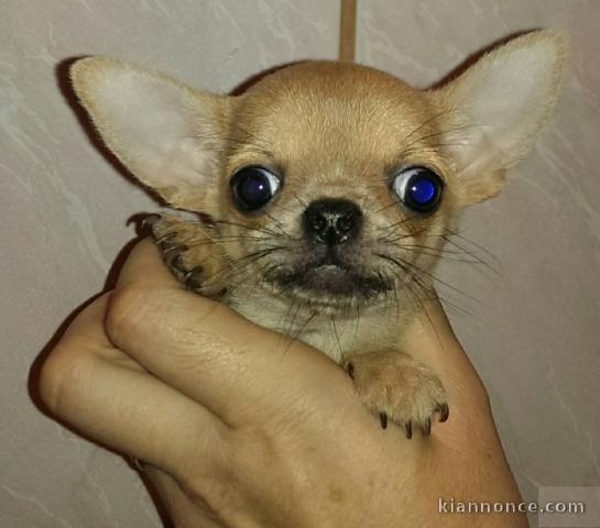 Adorable mini chihuahua non Lof