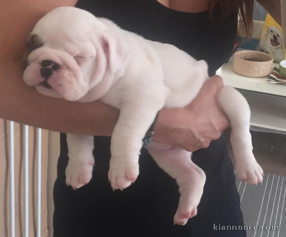 super magnifique litière d adorables chiots bouledogues