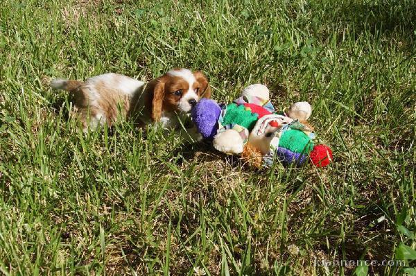 Disponible bb magnifique chiot Cavalier King Charles