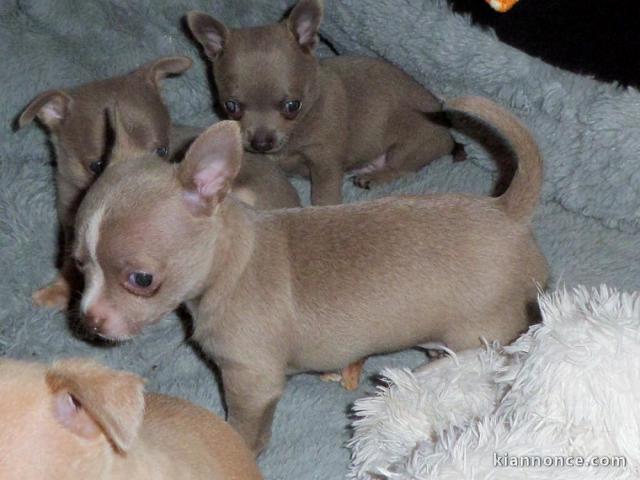 03 adorables chihuahua à placer en famille 