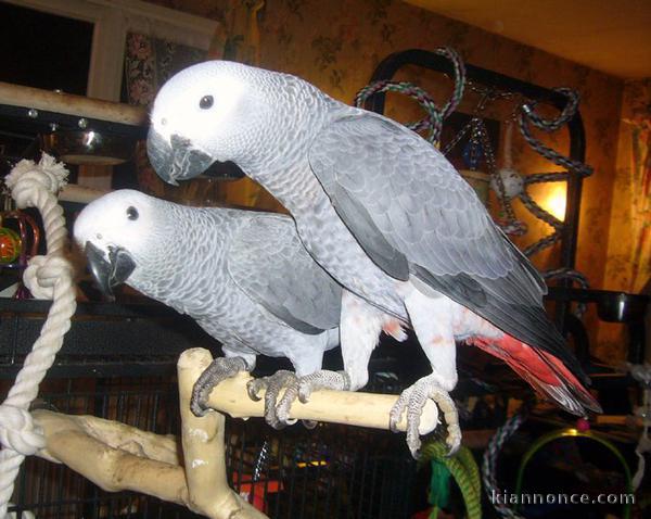  Magnifique Couple perroquet gris du Gabon EAM