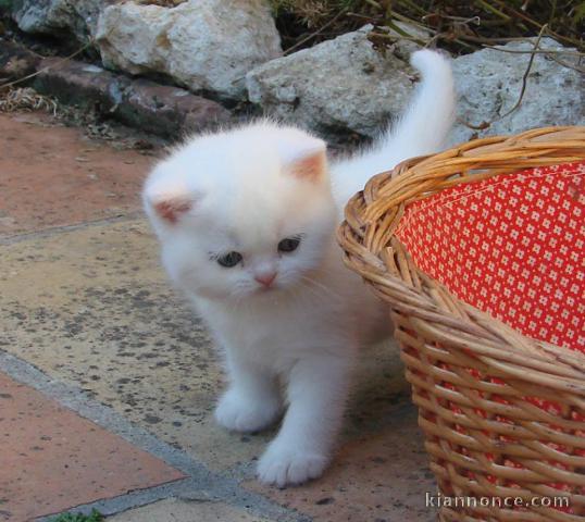 Superbes chatons type British shorthair