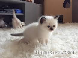 a reserver magnifique chaton sacre de birmanie