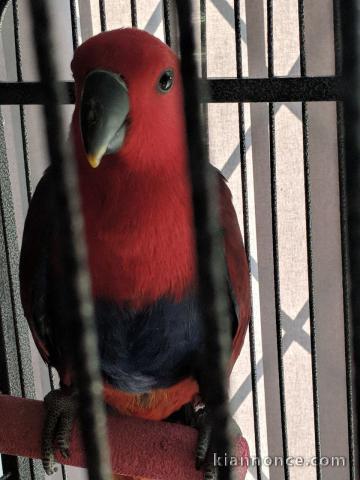 Très beau perroquet eclectus femelle