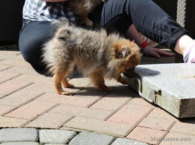 Magnifiques Chiots Spitz Nain Pure Race