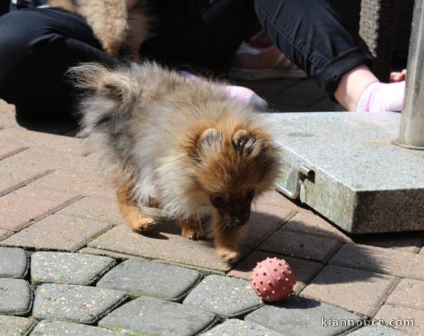 Magnifiques Chiots Spitz Nain Pure Race