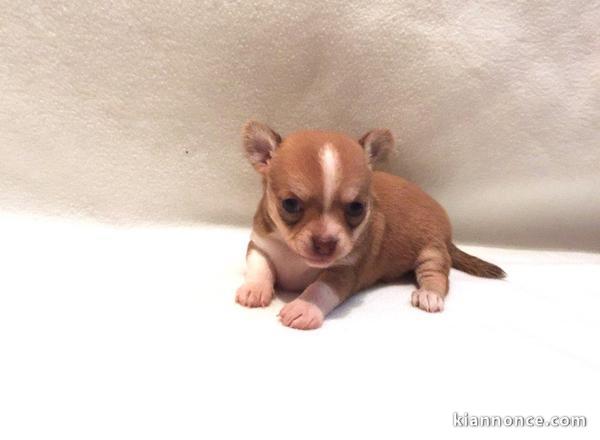 A donner chiot chihuahua