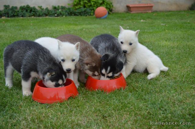 Donne Chiot husky siberien 