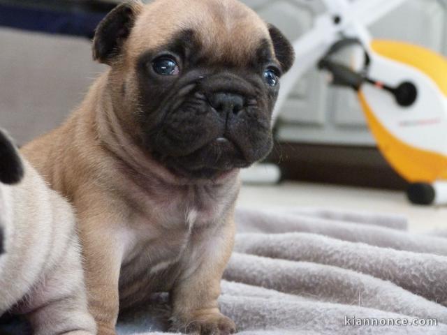  Magnifiques chiots bouledogue français 