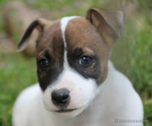 Adorable chiots JACK RUSSEL sevré disponible