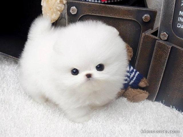  Chiot pomeranien teacup blanc a donner