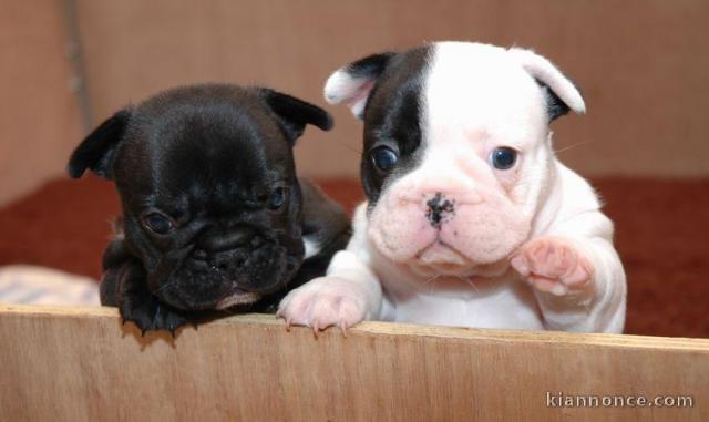 2 Petite boule bouledogue français femelle et Mâle