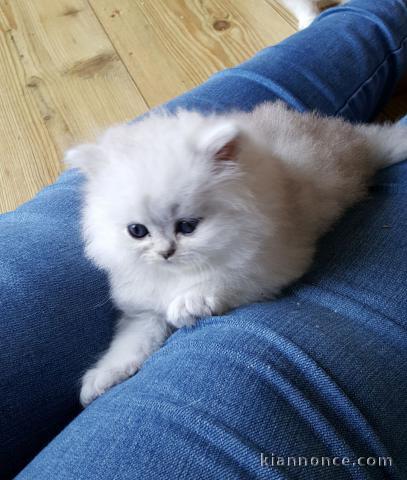 Chatons persan a donner pour bonne famille