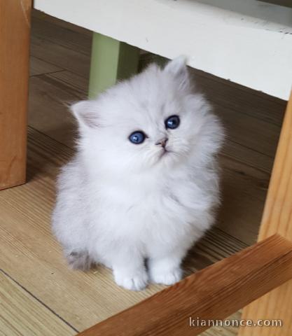 Chatons Persan a donner