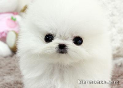 Magnifique type Teacup Pomeranian mâle et femelles