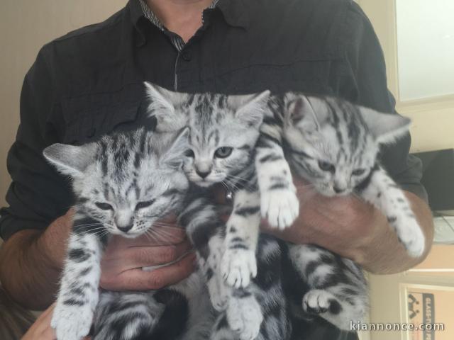 Chatons Type British Shorthair disponibles