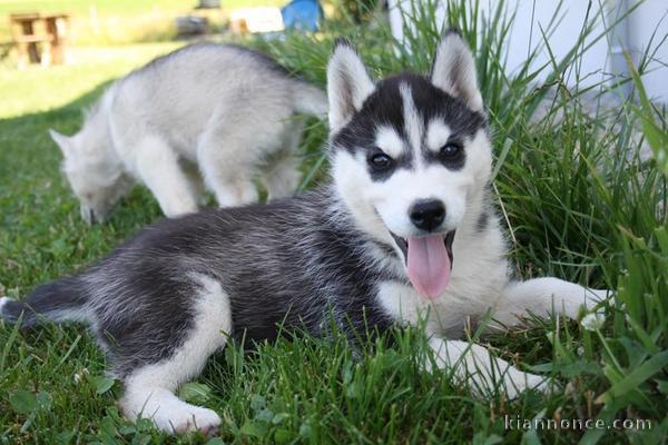 Chiots type husky sibérien