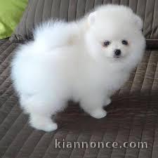 adorables chiots spitz nain 