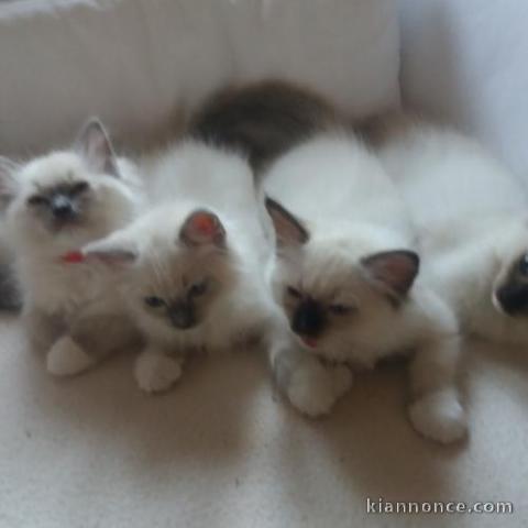 Chatons Ragdoll disponible de suite