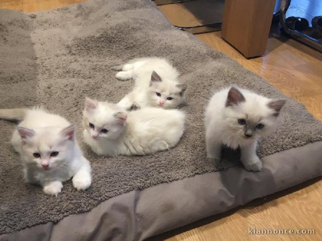 Chatons Ragdoll disponible de suite