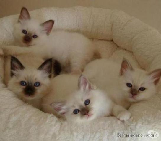 Adorables Chatons de Race Sacré de Birmanie