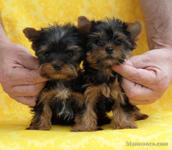 CHIOTS YORKSHIRE TERRIER LOF ADOPTIONS