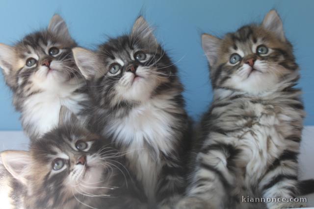 Chatons Type Siberien pour famille