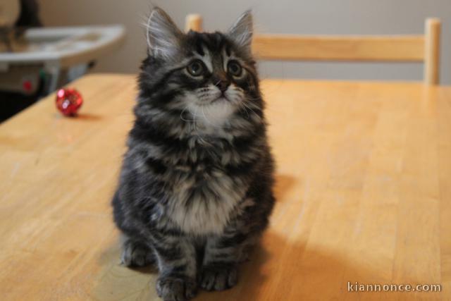 Magnifique Chaton siberien,