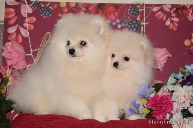 magnifiques chiots spitz nain