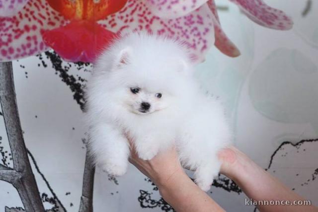magnifiques chiots spitz nain