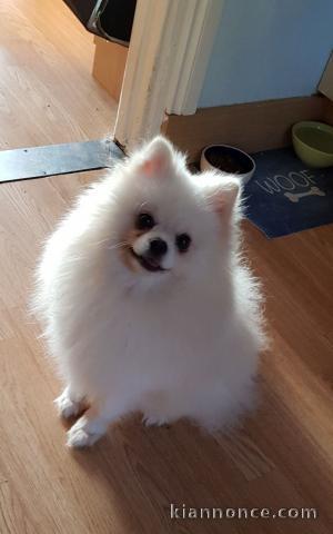 magnifiques chiots spitz nain