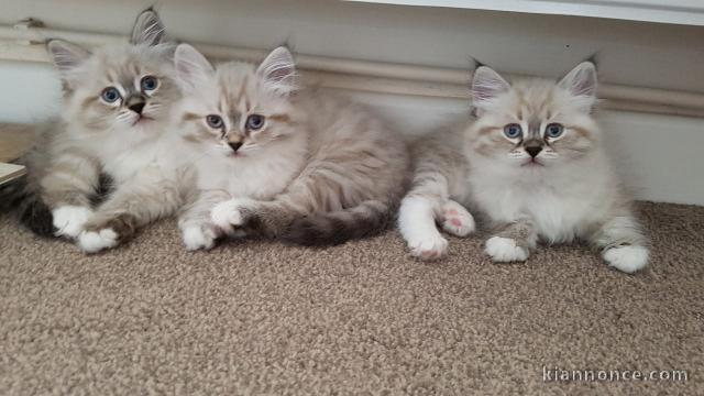 Chatons Type siberien