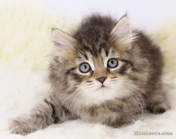 magnifiques chatons siberien disponible de suite