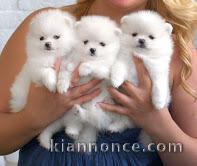  Donne chiots Spitz nain pomeranien contac = 