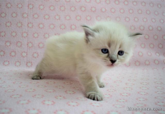 magnifiques chatons siberien disponible de suite