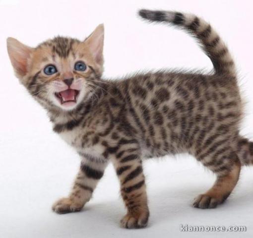 Adorables Chatons Bengal Loof