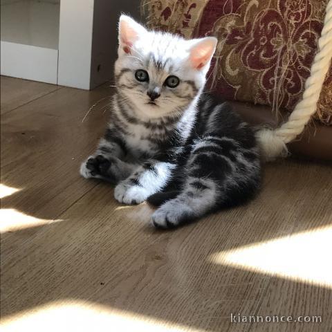 Chatons British shorthair à donner