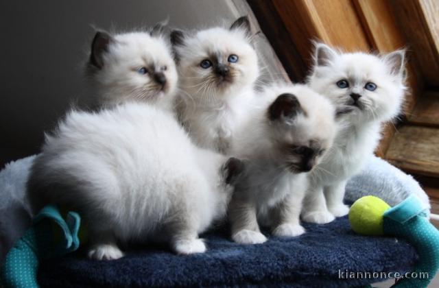 Chatons Type sacre de birmanie 