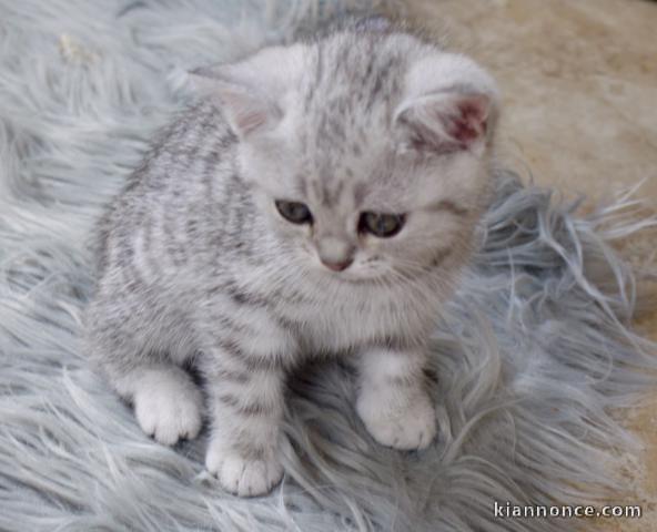 Chatons British shorthair à donner