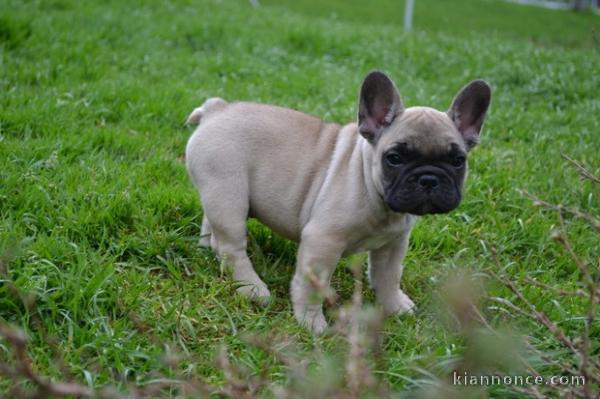  Don chiot bouledogue francais LOF