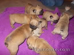 Très Jolis Chiots Bouledogue Français