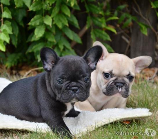 Magnifique chiots de race bouledogue français