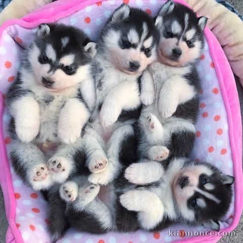  Magnifiques chiots Husky sibérien.