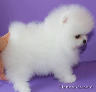 Type Pomeranien teacup non lof