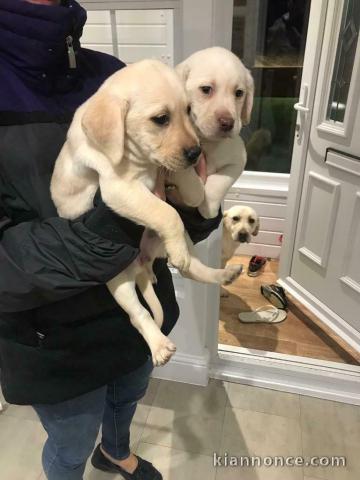 Jolie portée de chiots Labradors