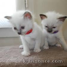 adorables chatons sacres de birmanie