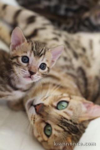 Merveilleux chatons Bengal