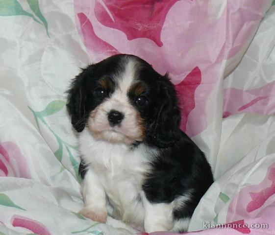 Don chiot Cavalier King Charles Spaniel femelle