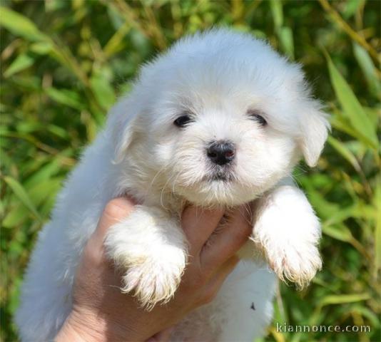 Adorable (femelle) COTON de TULEAR non lof